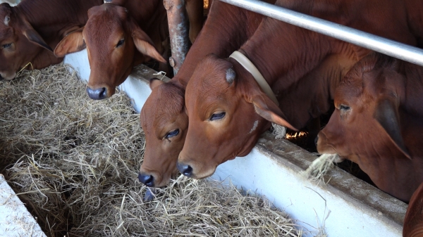 Tăng tốc tiêm 60.670 liều vacxin cho đàn vật nuôi