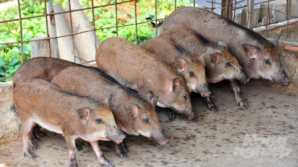 Bỏ túi hơn 200 triệu đồng một năm từ nuôi lợn rừng lai