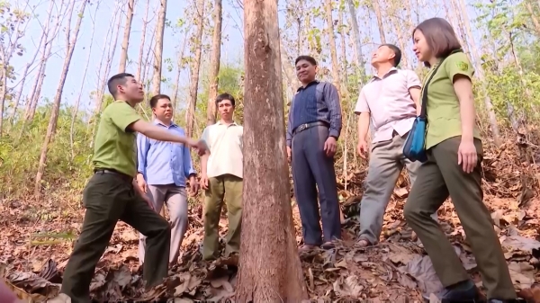 8 phương án quản lý rừng bền vững diện tích khoảng 100.000 ha