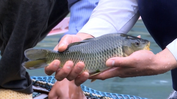 Chép gù Ngọc Chiến: Loài cá đặc sản hút khách du lịch