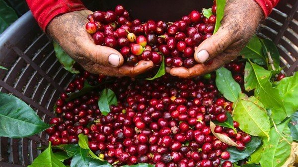 Phát triển cà phê chất lượng cao đáp ứng thị trường quốc tế