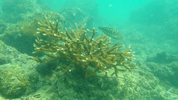Successful planting and restoration of hard coral in Cat Ba and Bach Long Vi