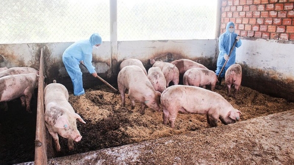 Nuôi lợn hữu cơ: Tiết kiệm chi phí, người chăn nuôi lãi lớn