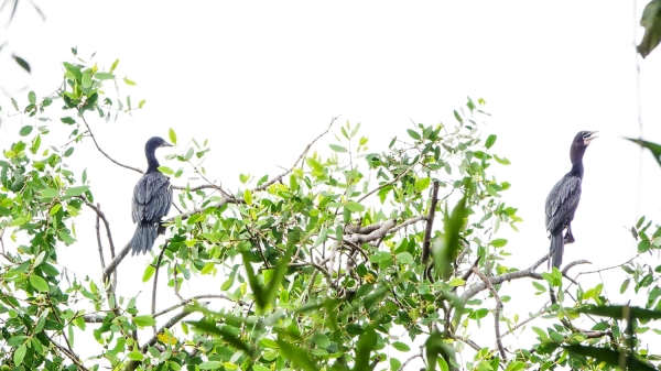 Nạn bắn phá chim cò hoang dã hoành hành tại vườn cò Sáu Sôm
