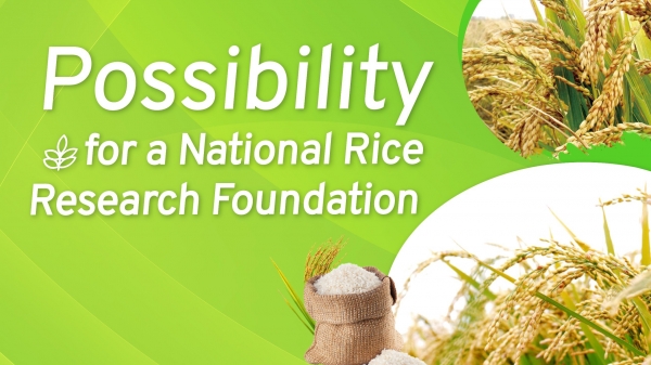 [Article 5] The World Bank endorses Vietnam's rice strategy