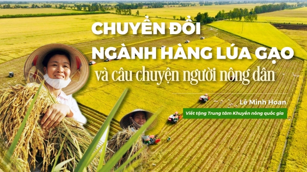 Chuyển đổi ngành hàng lúa gạo và câu chuyện người nông dân