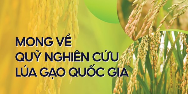 [Bài 8] Việt Nam có bộ giống lúa rất phong phú