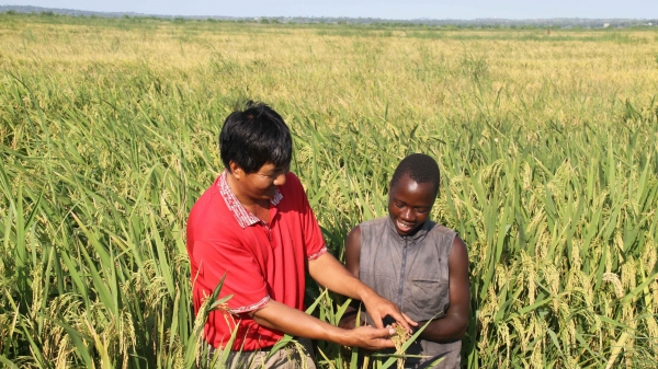PGS.TS Bùi Bá Bổng: Sản xuất lúa gạo ở châu Phi đối diện 4 vấn đề