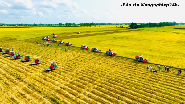 Rào cản trong phát triển chuỗi giá trị lúa gạo trách nhiệm và bền vững