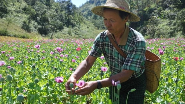 Myanmar trở thành ‘nhà sản xuất’ thuốc phiện lớn nhất thế giới