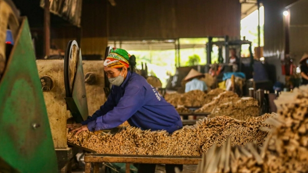 Làm giàu từ mô hình sản xuất đũa gỗ xuất khẩu