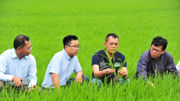 Đoàn Campuchia sang học hỏi sản xuất nông nghiệp ĐBSCL