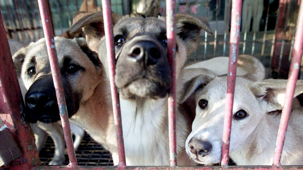 Hàn Quốc: Giết chó làm thức ăn có thể chịu 3 năm tù hoặc phạt 23.000 USD