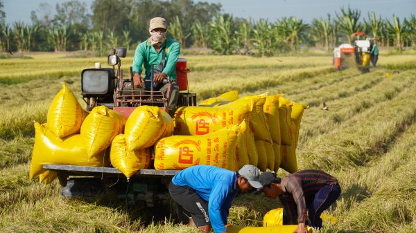 Thiếu điều kiện ràng buộc trong liên kết thu mua lúa gạo