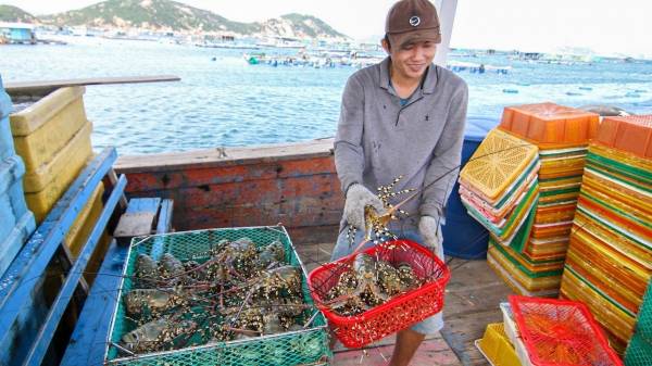 Xuất khẩu tôm hùm xanh sang Trung Quốc thuận lợi, người nuôi lãi tiền tỷ
