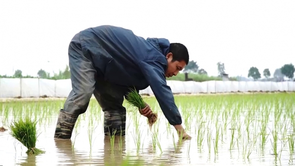 Bỏ ngoài tai khuyến cáo, nông dân Hà Nội vẫn cấy lúa trong giá lạnh