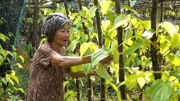 Làng trầu trăm tuổi đất Chín Rồng