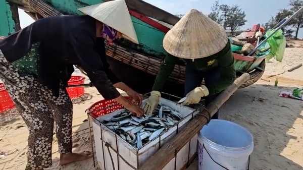 Ngư dân bãi ngang Quảng Bình thu tiền triệu từ vụ cá trích