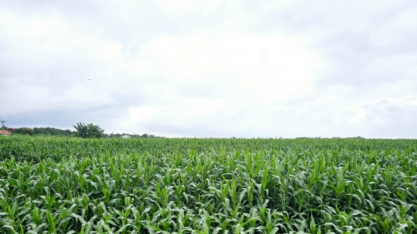 Quy hoạch tỉnh Vĩnh Phúc: Sẽ chuyển đổi hàng chục ngàn ha đất nông nghiệp