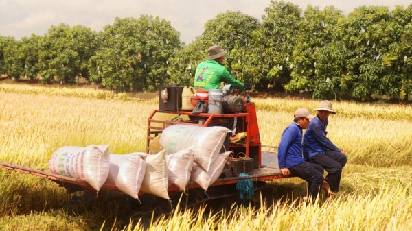 Giá lúa đông xuân tiếp đà sụt giảm, thương lái 'cắt giá' thu mua