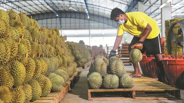 Thái Lan duy trì vị thế xuất khẩu nông sản trong năm 2023 nhờ FTA