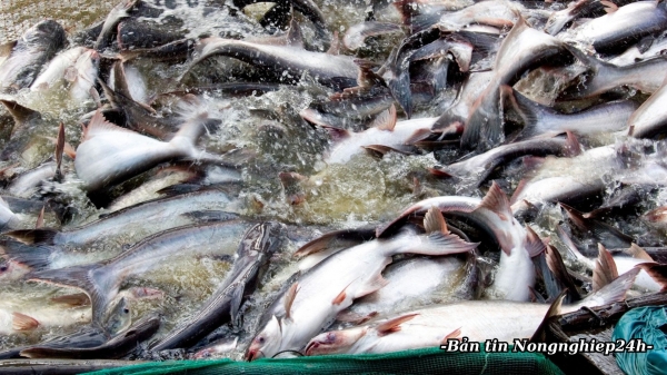 Giảm thiểu sử dụng kháng sinh trong nuôi cá tra và cá rô phi