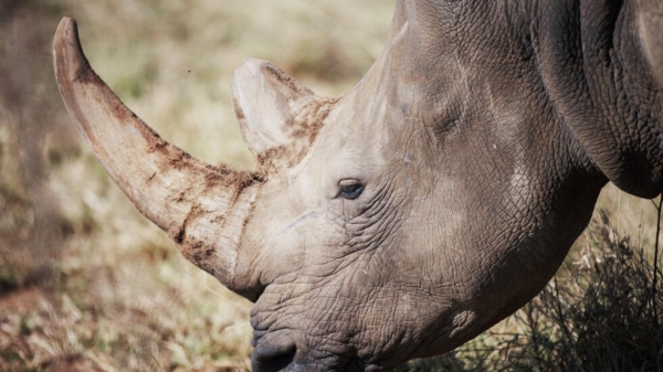 Cứ 17 tiếng lại có một con tê giác bị săn trộm ở Nam Phi