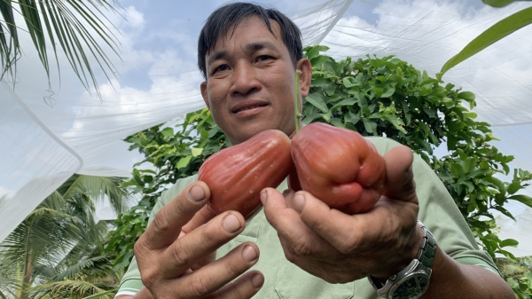 Nông dân Vĩnh Long trồng giống mận hồng mới cho trọng lượng 5 quả/kg
