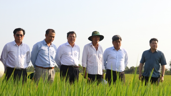 Khuyến nông cộng đồng đóng vai trò nòng cốt trong Đề án 1 triệu ha lúa giảm phát thải