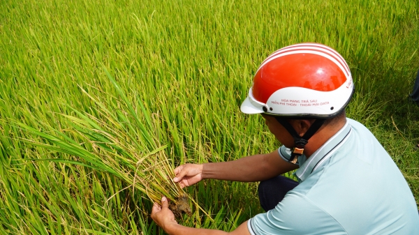 1.400ha lúa đông xuân muộn ngoài kế hoạch bị nhiễm mặn