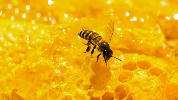 Thu nhập tiền tỷ từ nuôi ong lấy mật trên cao nguyên đá
