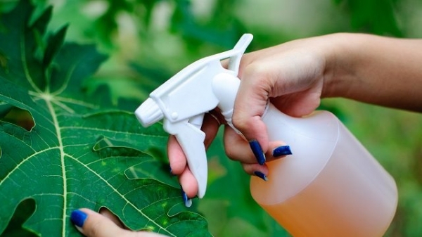 Nhật Bản nghiên cứu thuốc trừ sâu hữu cơ từ tinh dầu hoa hồng