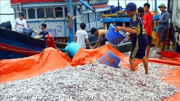 Bản tin Thủy sản ngày 28/3/2024: Ngư dân thu 500 tấn cá cơm mỗi ngày