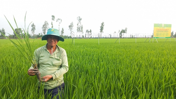 Tập huấn cho hàng triệu nông dân thực hiện đề án 1 triệu ha lúa chất lượng cao
