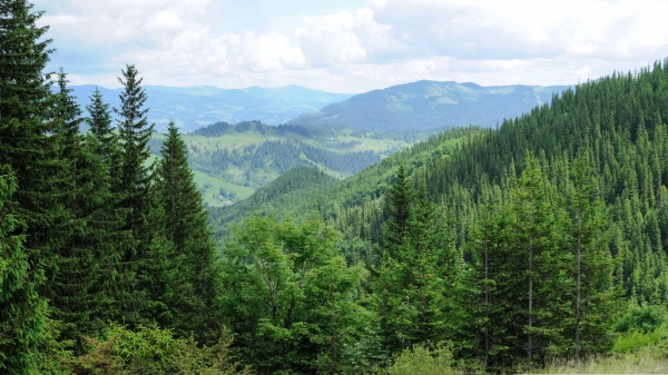 20 quốc gia châu Âu kêu gọi sửa đổi Quy định chống phá rừng