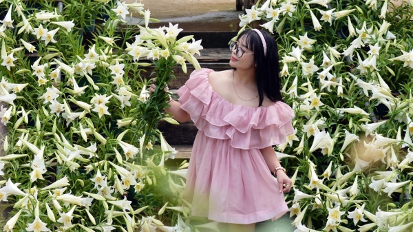 Lãng mạn điểm check-in 5.000 bông hoa loa kèn giữa lòng Hà Nội