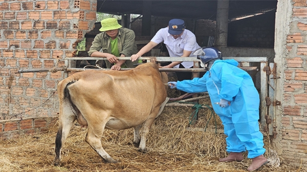Tập trung nguồn lực tiêm vacxin cho đàn gia súc