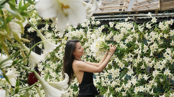 Tác phẩm dòng thác quy tụ 5.000 bông hoa loa kèn