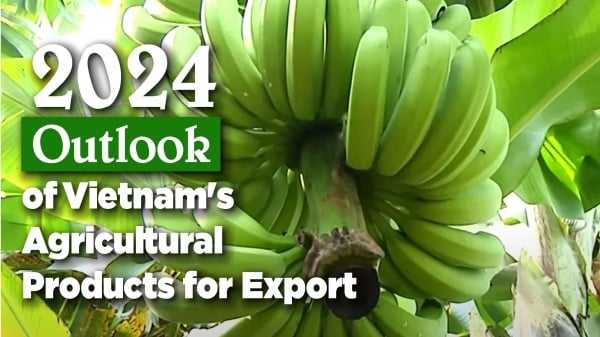Vietnamese bananas dominate the Chinese market