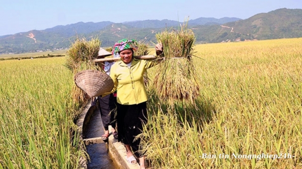 Liên hợp quốc thúc đẩy vai trò của nữ giới trong nông nghiệp