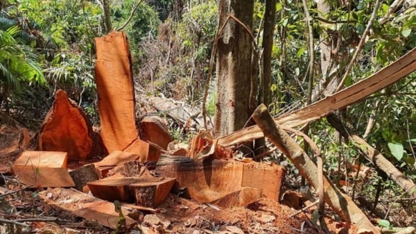 Bản tin Lâm nghiệp ngày 8/5/2024: Phát hiện 650 vụ phá rừng trong 4 tháng