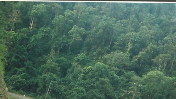 Bảo tồn và phát triển rừng xứ Nghệ