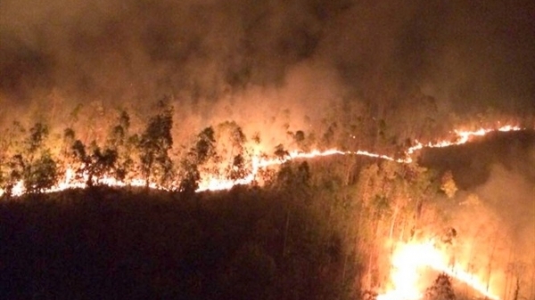 Phú Yên: Cháy rừng trồng, ít nhất hàng chục ha bị thiệt hại