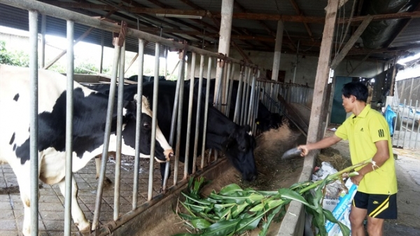 Lâm Đồng: Chuyển đổi chăn nuôi 'né' dịch tả heo Châu Phi