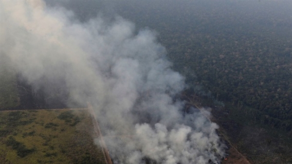 Ngành chăn nuôi bò Brazil gây cháy rừng Amazon?