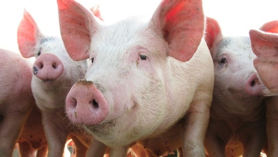 Giá lợn hơi tại Trung Quốc lên xấp xỉ 100.000 đồng/kg
