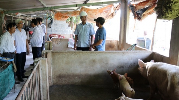 Ninh Thuận, tỉnh cuối cùng của cả nước xuất hiện dịch tả lợn Châu Phi