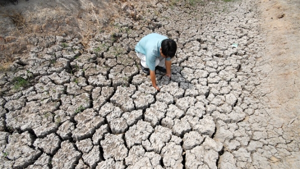 ĐBSCL: Hạn mặn sớm đe dọa hàng trăm ngàn ha lúa