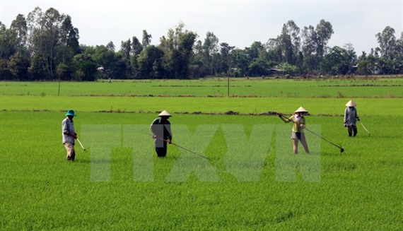 Sản xuất lúa hàng hóa theo VietGAP