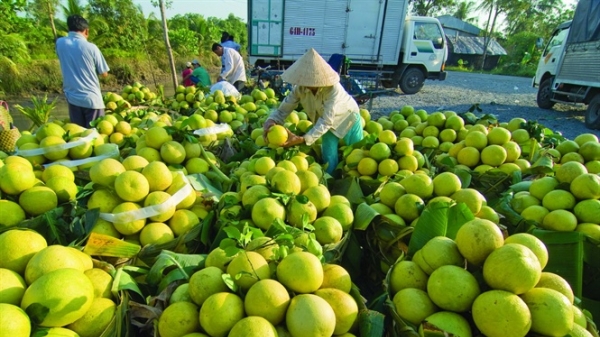 Bón DAP Đình Vũ cho vùng trồng cây ăn trái xuất khẩu